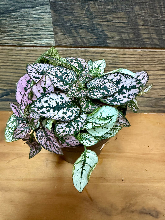 Polka Dot Plant (Hypoestes phyllostachya) – High-Visibility Tropical Filler