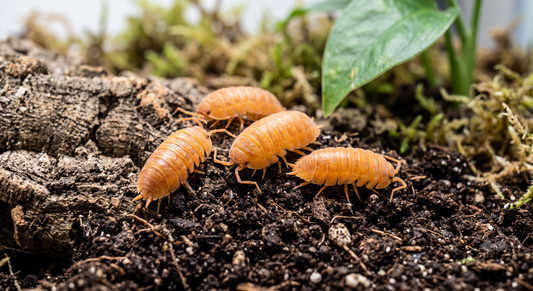 Powder Orange Isopods (Porcellionides pruinosus)