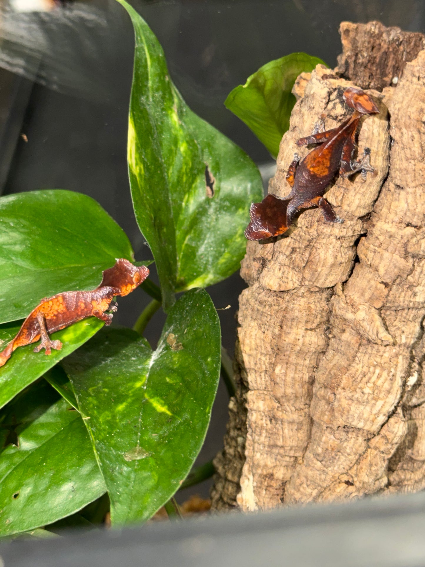 CB USA Purple & Orange Blotch Satanic Leaf-Tailed Gecko (Uroplatus phantasticus)
