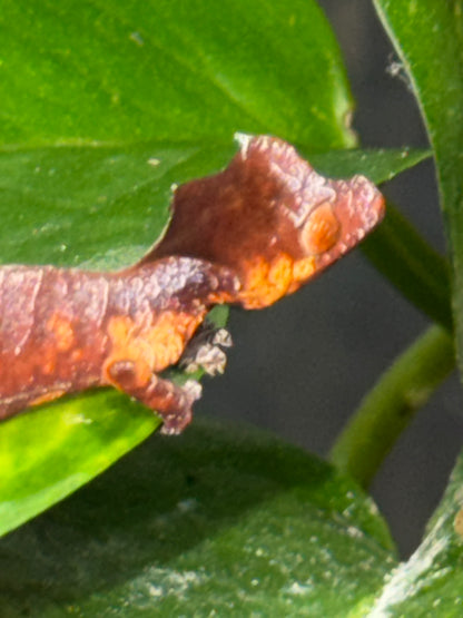 CB USA Purple & Orange Blotch Satanic Leaf-Tailed Gecko (Uroplatus phantasticus)