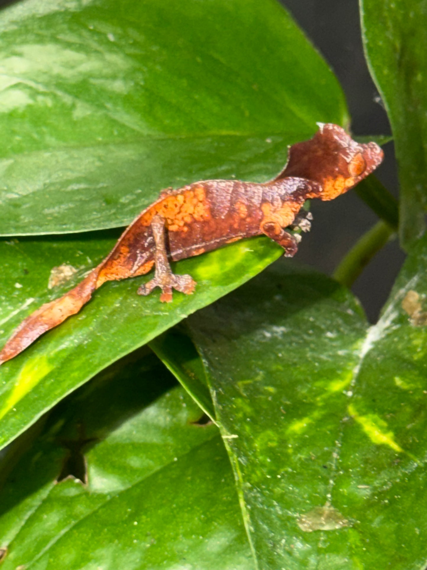 CB USA Purple & Orange Blotch Satanic Leaf-Tailed Gecko (Uroplatus phantasticus)