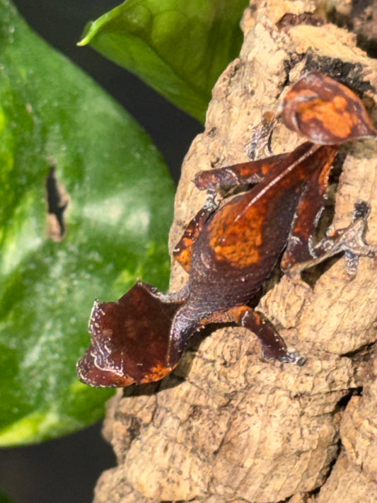 CB USA Purple & Orange Blotch Satanic Leaf-Tailed Gecko (Uroplatus phantasticus)