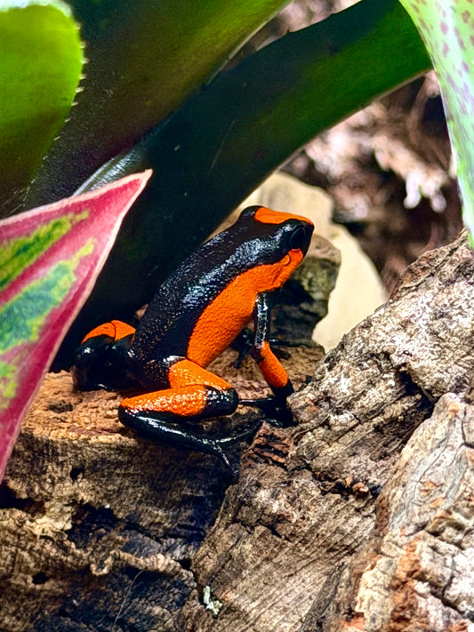 Oophaga Histrionica Red Saddle