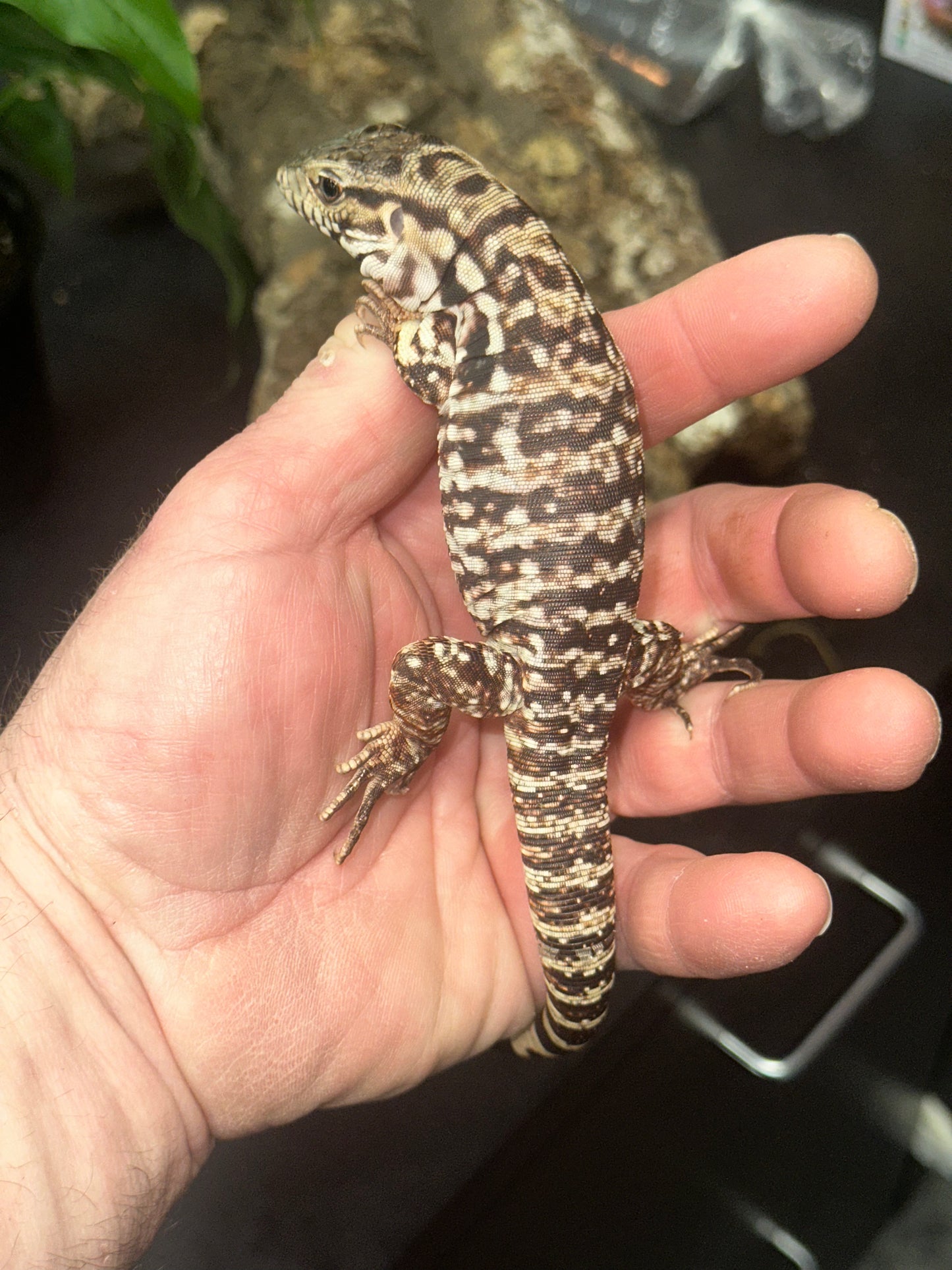 Red Tegu (Salvator rufescens) - The "Giant Red Dog" (CB USA)