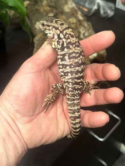 Red Tegu (Salvator rufescens) - The "Giant Red Dog" (CB USA)