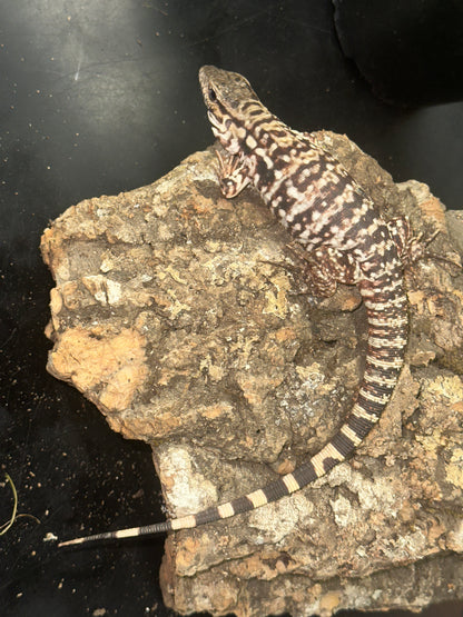 Red Tegu (Salvator rufescens) - The "Giant Red Dog" (CB USA)