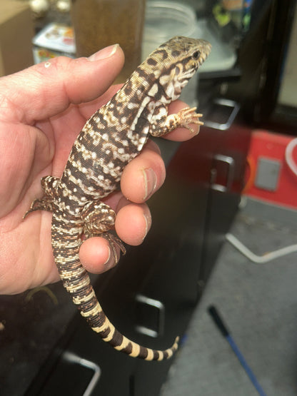 Red Tegu (Salvator rufescens) - The "Giant Red Dog" (CB USA)