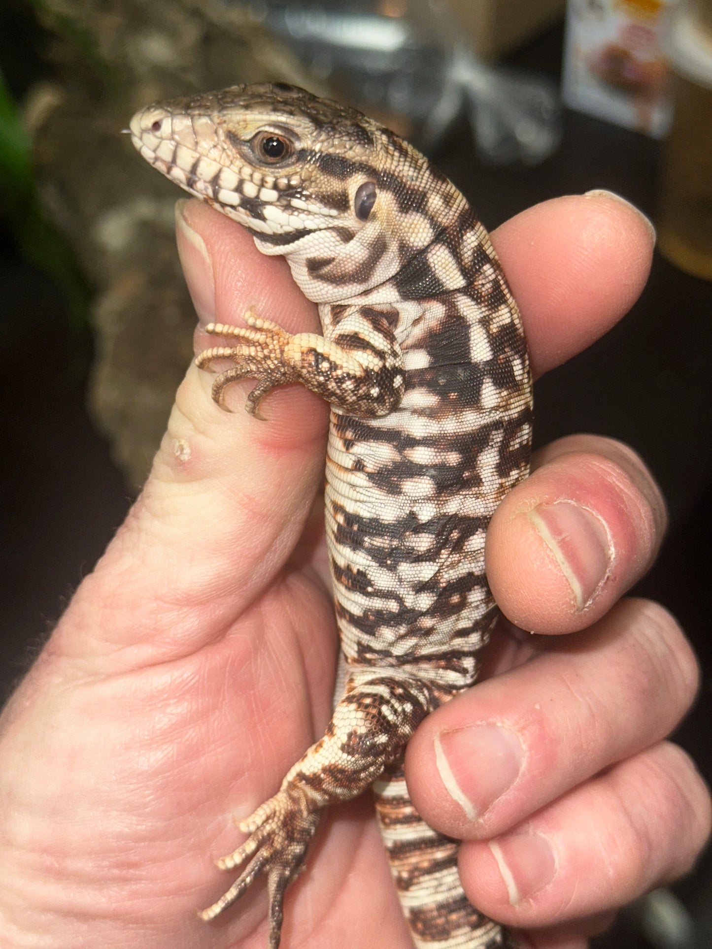 Red Tegu (Salvator rufescens) - The "Giant Red Dog" (CB USA)