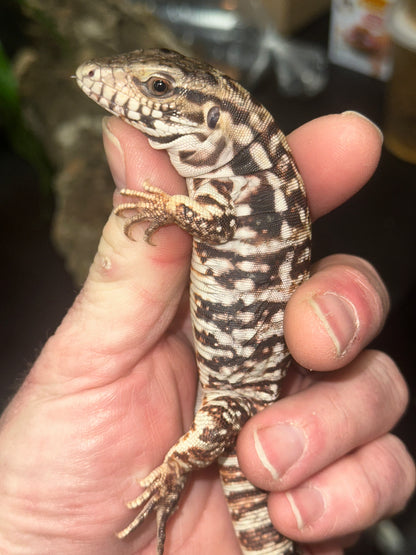 Red Tegu (Salvator rufescens) - The "Giant Red Dog" (CB USA)