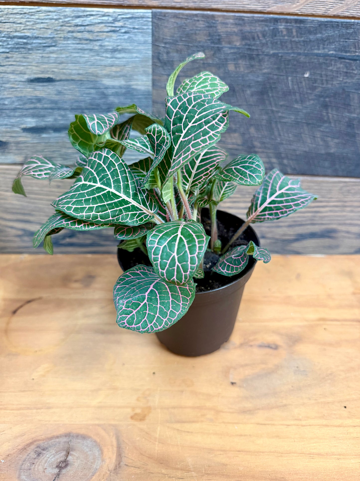 Red Vein Fittonia – High-Visibility Nerve Plant for Tropical Vivariums