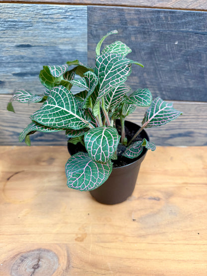 Red Vein Fittonia – High-Visibility Nerve Plant for Tropical Vivariums