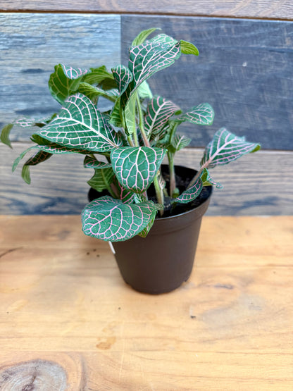 Red Vein Fittonia – High-Visibility Nerve Plant for Tropical Vivariums