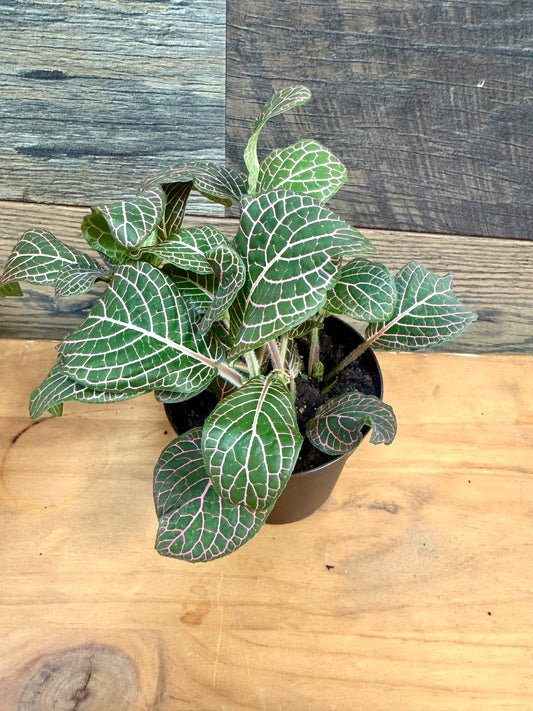 Red Vein Fittonia – High-Visibility Nerve Plant for Tropical Vivariums