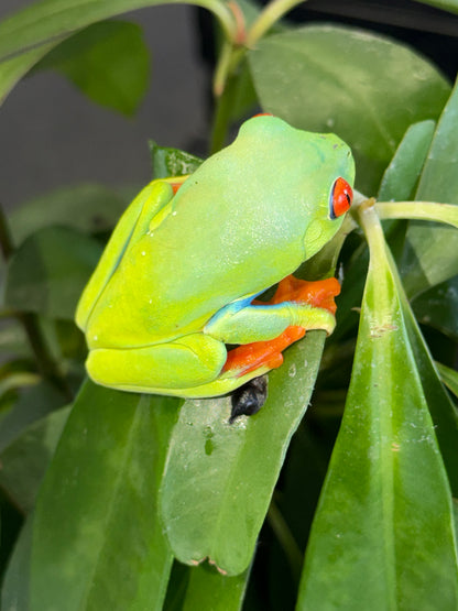 Red Eye Tree Frog (Agalychnis callidryas)