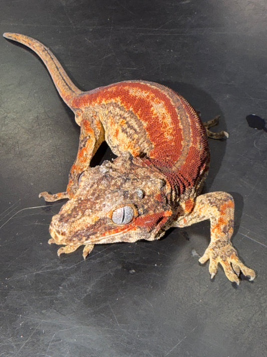Red Stripe Gargoyle Gecko (Rhacodactylus auratus) - The High-Contrast Gem