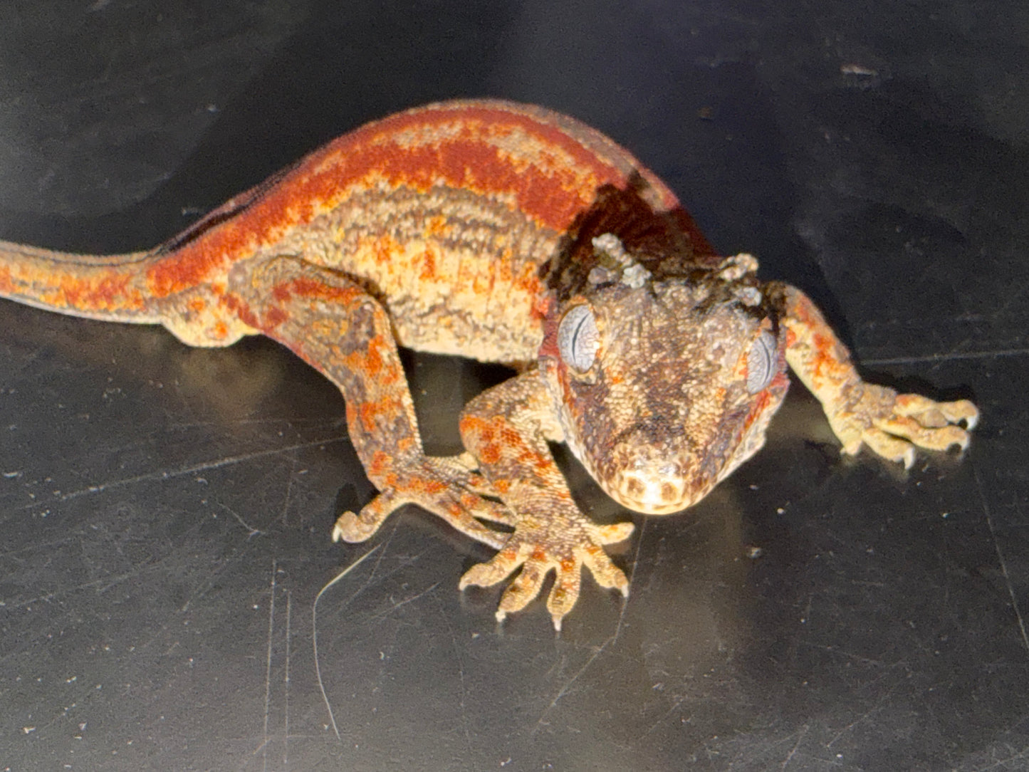 Red Stripe Gargoyle Gecko (Rhacodactylus auratus) - The High-Contrast Gem