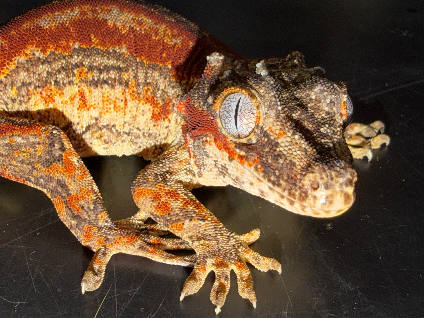 Red Stripe Gargoyle Gecko (Rhacodactylus auratus) - The High-Contrast Gem