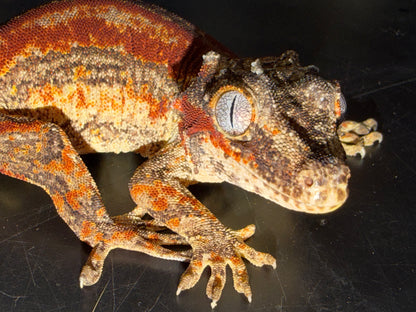 Red Stripe Gargoyle Gecko (Rhacodactylus auratus) - The High-Contrast Gem