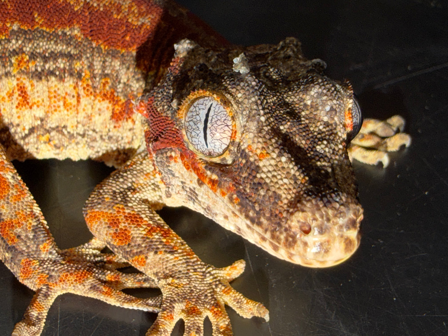 Red Stripe Gargoyle Gecko (Rhacodactylus auratus) - The High-Contrast Gem