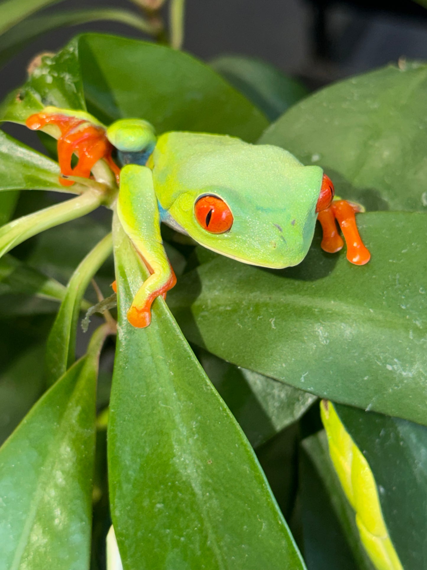 Red Eye Tree Frog (Agalychnis callidryas)