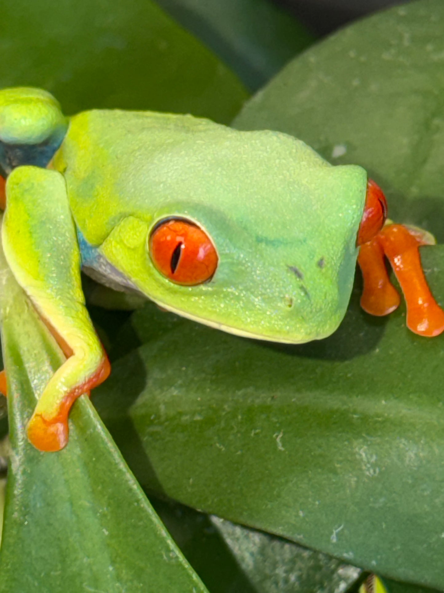 Red Eye Tree Frog (Agalychnis callidryas)