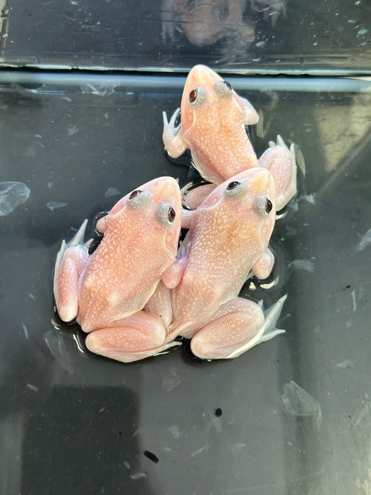 Snow Chinese Bullfrog - The Rare "Blizzard" Predator (Captive Bred)