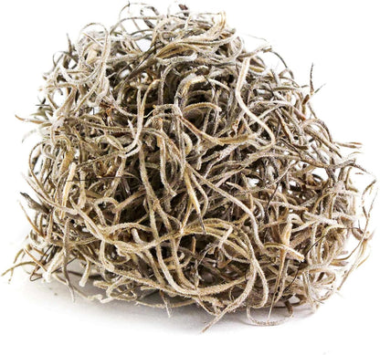 Spanish Moss for Terrariums