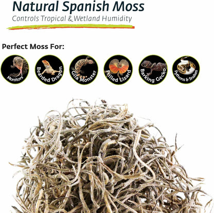 Spanish Moss for Terrariums