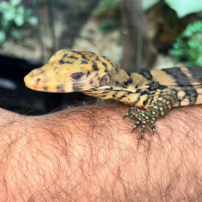 Spectacular CB USA Sulphur Water Monitor