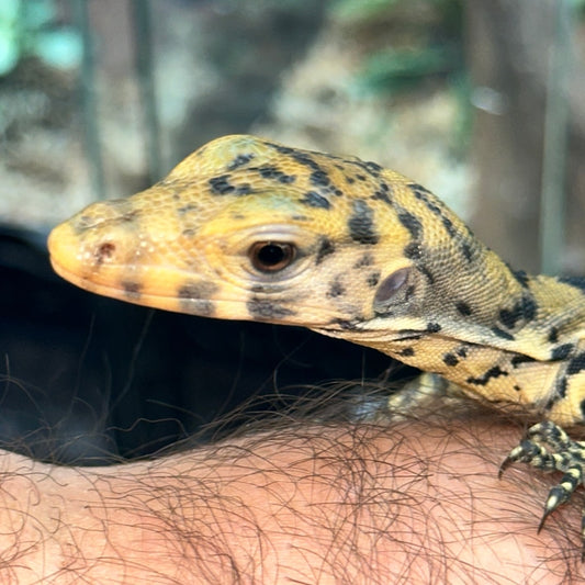 Spectacular CB USA Sulphur Water Monitor