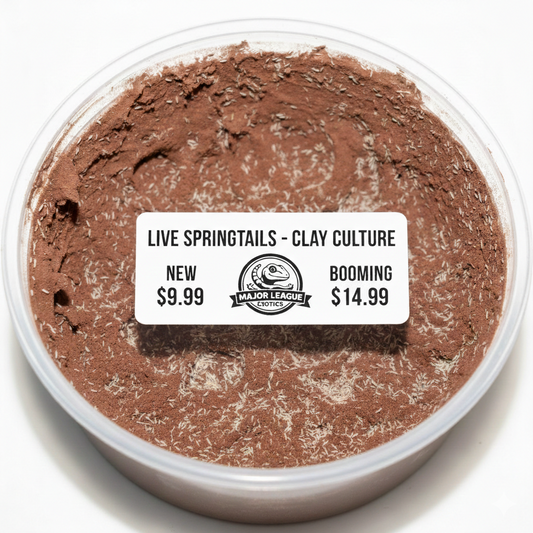 Live Springtails in Clay Culture - The Ultimate Bioactive Clean-Up Crew