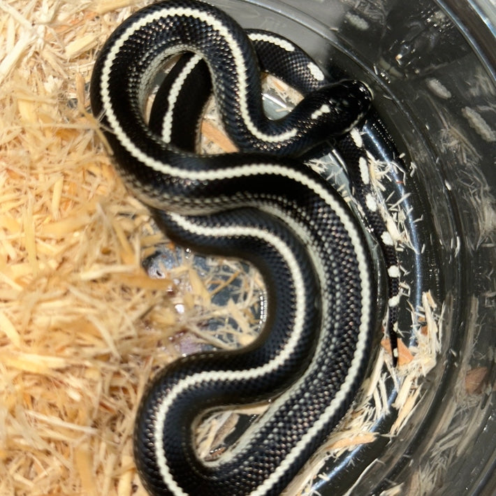 Striped Desert California Kingsnake Baby