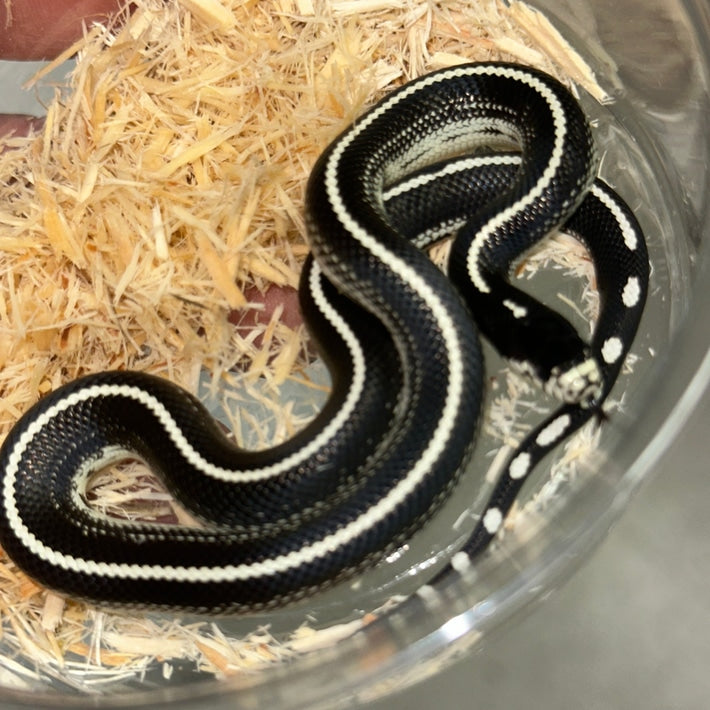 Striped Desert California Kingsnake Baby