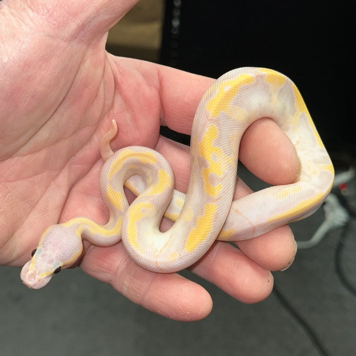 Super Banana Pied Ball Pythons Baby