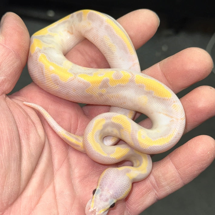 Super Banana Pied Ball Python Baby – Major League Exotic Pets
