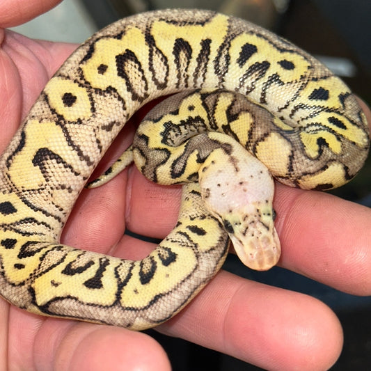 Super Pastel Possible Fire Clown Ball Pythons Baby