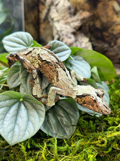 Super Mossy Leaf-Tailed Gecko (Uroplatus sikorae) - The Ghost of Madagascar