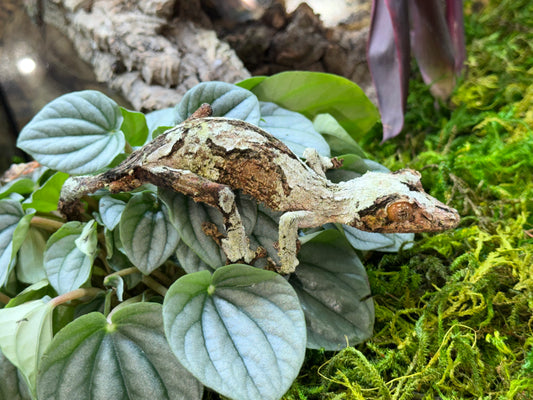 Super Mossy Leaf-Tailed Gecko (Uroplatus sikorae) - The Ghost of Madagascar