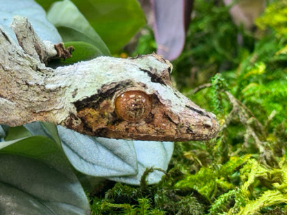 Super Mossy Leaf-Tailed Gecko (Uroplatus sikorae) - The Ghost of Madagascar