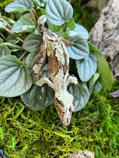 Super Mossy Leaf-Tailed Gecko (Uroplatus sikorae) - The Ghost of Madagascar