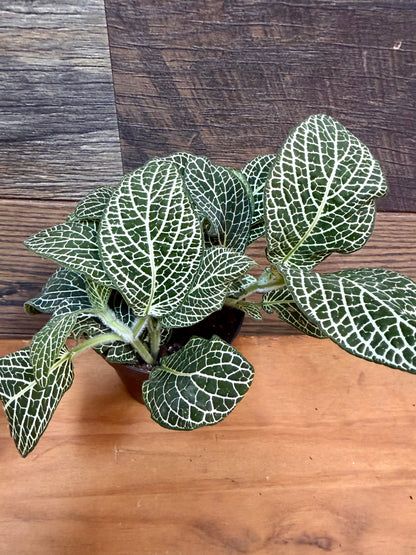 Superba Fittonia – High-Contrast Nerve Plant for Tropical Vivariums