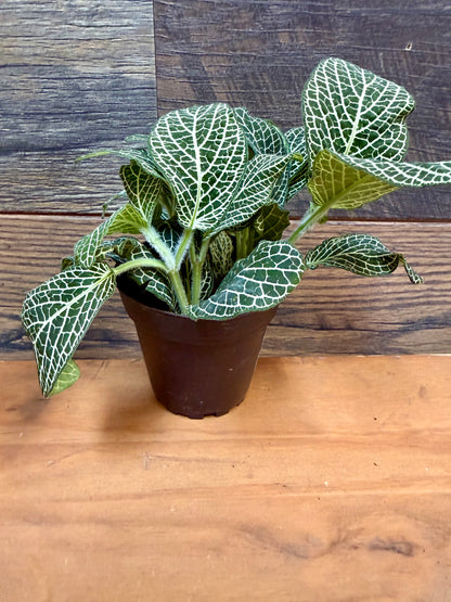 Superba Fittonia – High-Contrast Nerve Plant for Tropical Vivariums