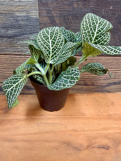 Superba Fittonia – High-Contrast Nerve Plant for Tropical Vivariums