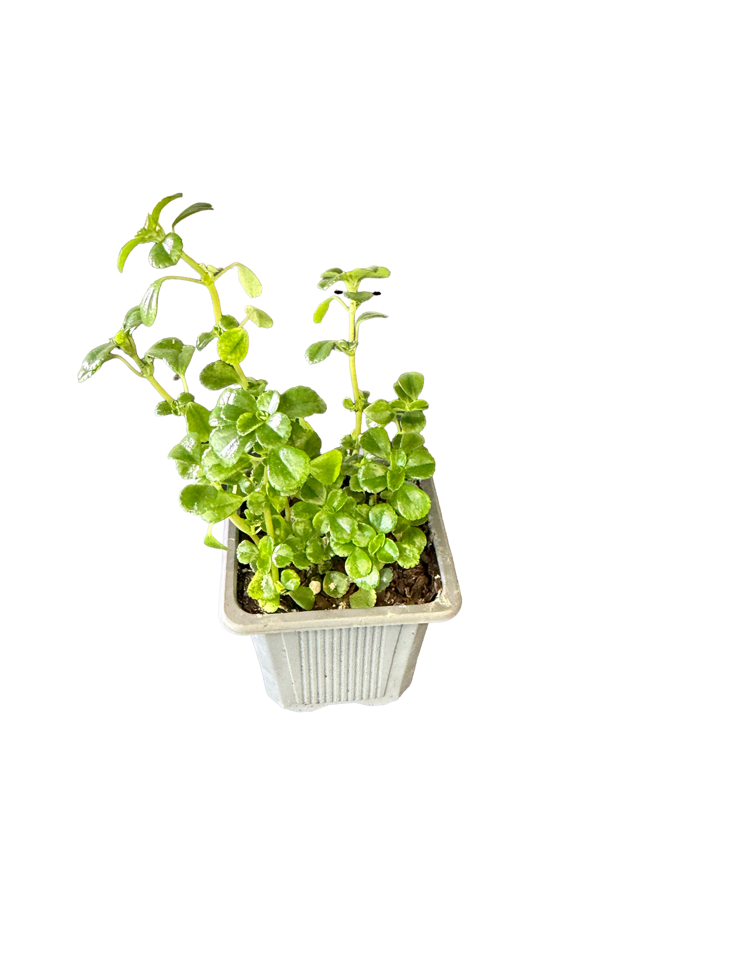 Swedish Ivy (Plectranthus verticillatus)