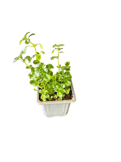 Swedish Ivy (Plectranthus verticillatus)
