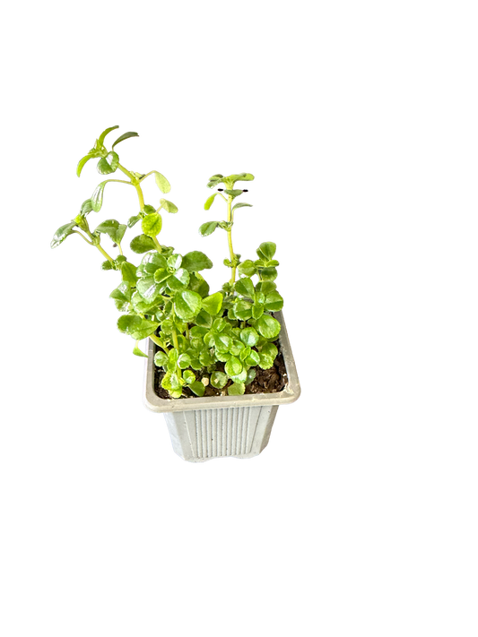 Swedish Ivy (Plectranthus verticillatus)
