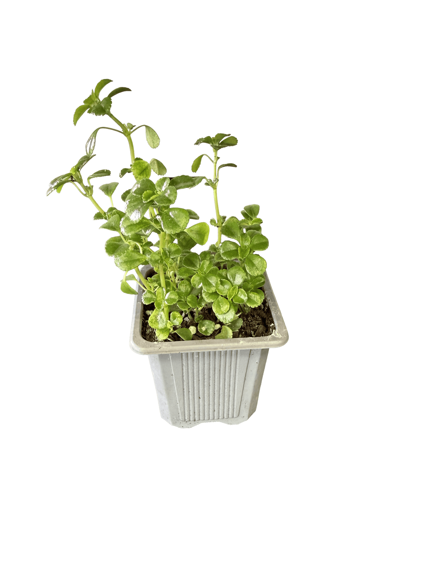Swedish Ivy (Plectranthus verticillatus)