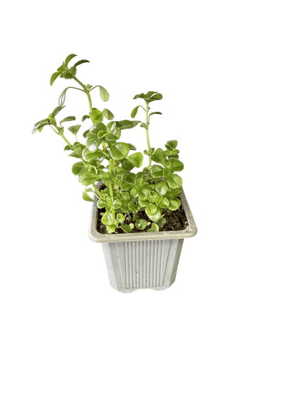 Swedish Ivy (Plectranthus verticillatus)
