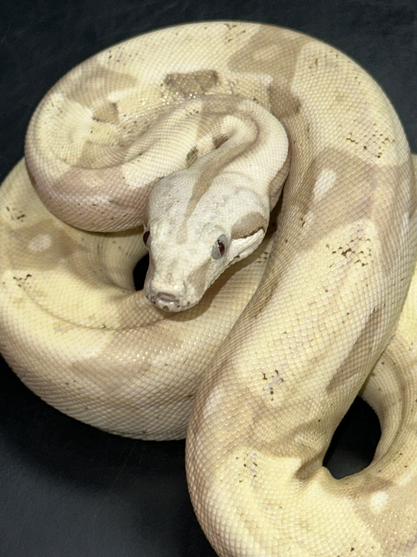 VPI Snow Boa - The High-Contrast "Ghost" Constrictor (Captive Bred)