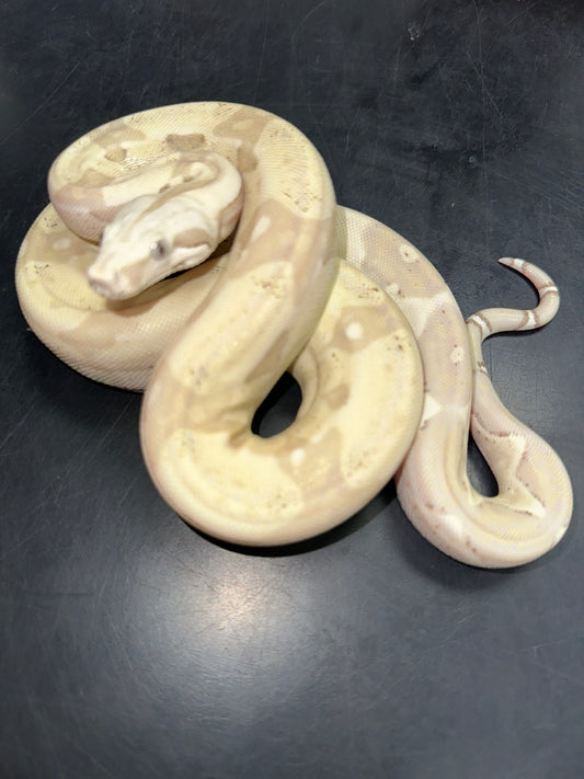 VPI Snow Boa - The High-Contrast "Ghost" Constrictor (Captive Bred)